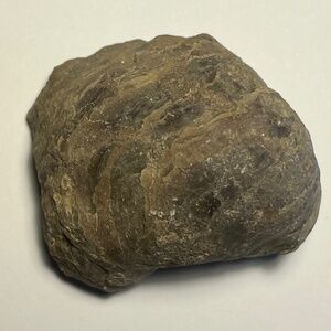 PELECYPOD Fossil From the Mesozoic Era Cretaceous Period